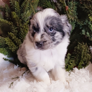 Australian Shepherd Puppy Clay