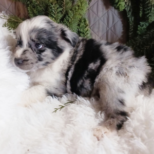 Australian Shepherd Puppy Clay