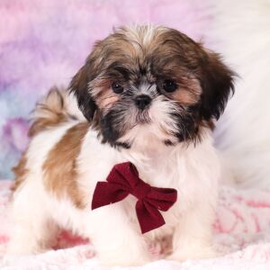 Shih Tzu Puppy Gregory