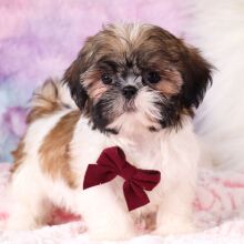 Shih Tzu Puppy Gregory