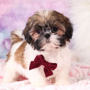 Shih Tzu Puppy Gregory