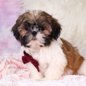 Shih Tzu Puppy Gregory