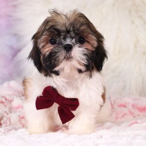 Shih Tzu Puppy Gregory