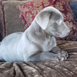 Labrador Retriever Puppy Steele
