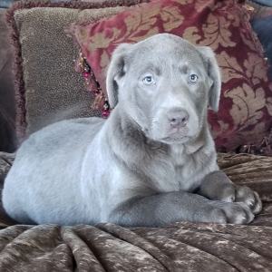 Labrador Retriever Puppy Steele