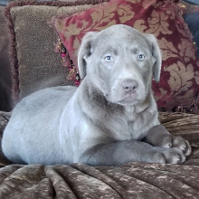 Labrador Retriever Puppy Steele