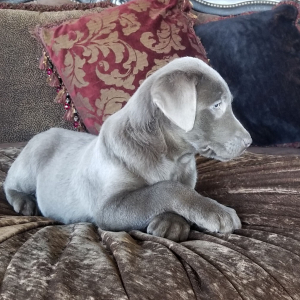 Labrador Retriever Puppy Steele