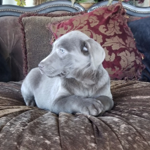 Labrador Retriever Puppy Steele
