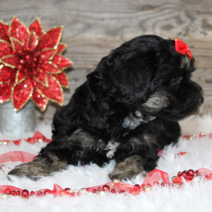 Shihpoo Puppy Lynn