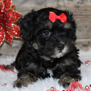 Shihpoo Puppy Lynn
