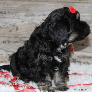 Shihpoo Puppy Lynn