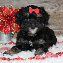 Shihpoo Puppy Lynn