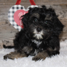 Shihpoo Puppy Lynn