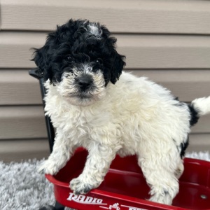 Goldendoodle Puppy Florie