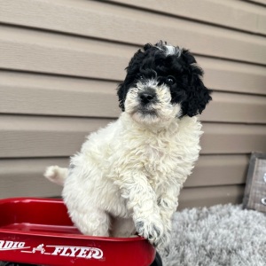 Goldendoodle Puppy Florie