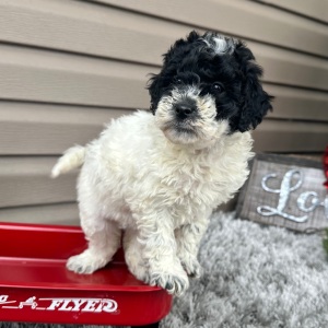 Goldendoodle Puppy Florie