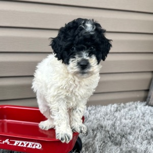 Goldendoodle Puppy Florie
