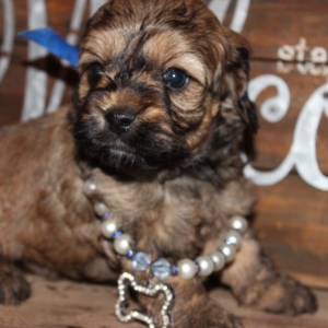 Cockapoo Puppy Chiffon