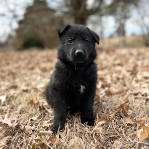 German Shepherd Dog Puppy Winston