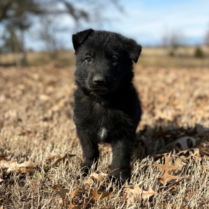 German Shepherd Dog Puppy Winston
