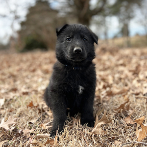 German Shepherd Dog Puppy Winston