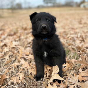German Shepherd Dog Puppy Winston