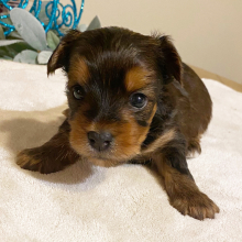 Yorkshire Terrier Puppy Karter