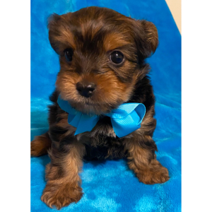 Yorkshire Terrier Puppy Karter