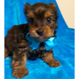 Yorkshire Terrier Puppy Karter