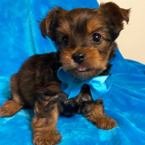Yorkshire Terrier Puppy Karter