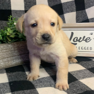 Labrador Retriever Puppy Rudy