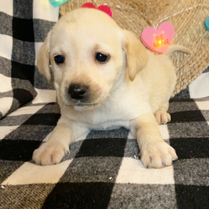 Labrador Retriever Puppy Rudy