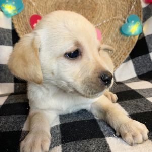 Labrador Retriever Puppy Rudy