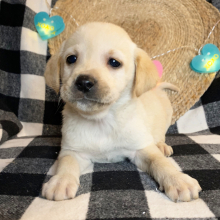 Labrador Retriever Puppy Rudy