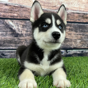 Siberian Husky Puppy Tyler