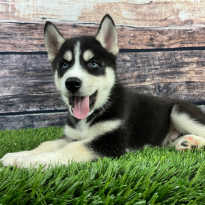 Siberian Husky Puppy Tyler
