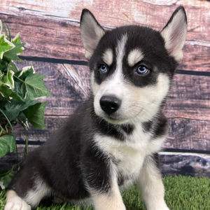 Siberian Husky Puppy Tyler
