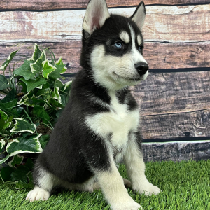 Siberian Husky Puppy Tyler