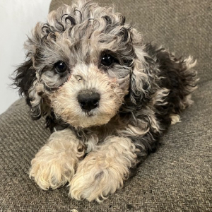 Maltipoo Puppy Willow