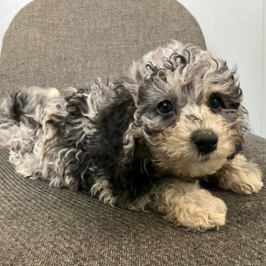 Maltipoo Puppy Willow