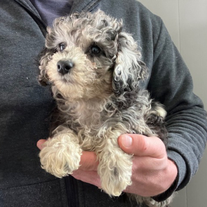 Maltipoo Puppy Willow
