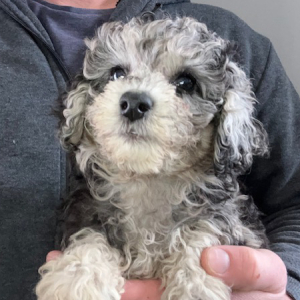 Maltipoo Puppy Willow