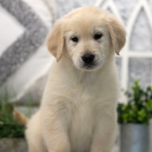 Golden Retriever Puppy Sammie
