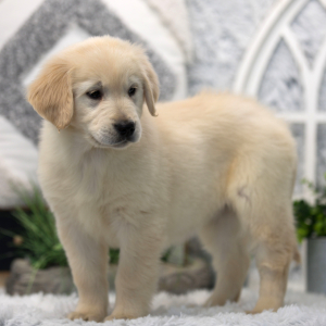 Golden Retriever Puppy Sammie