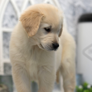 Golden Retriever Puppy Sammie