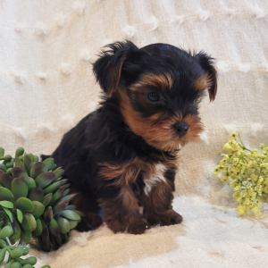 Yorkshire Terrier Puppy Rudy