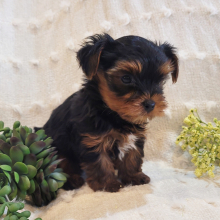 Yorkshire Terrier Puppy Rudy