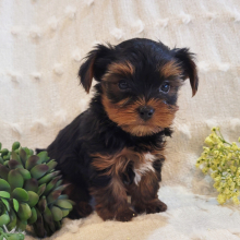 Yorkshire Terrier Puppy Rudy
