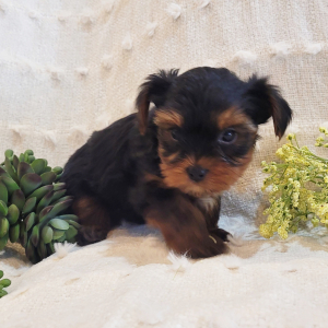Yorkshire Terrier Puppy Rudy