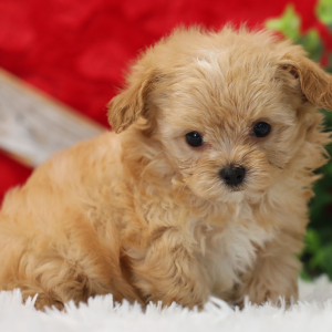 Maltipoo Puppy Puffy